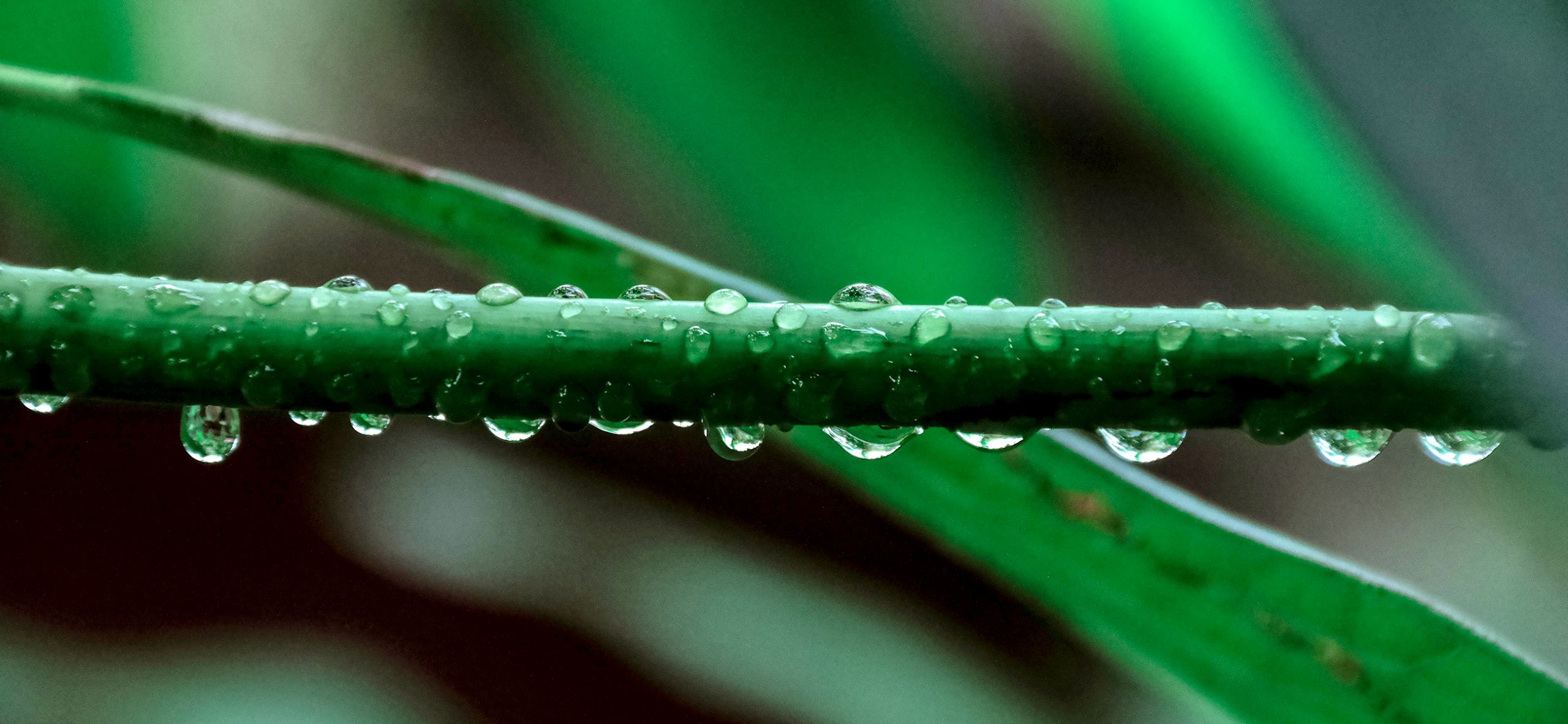 Rain droplets
