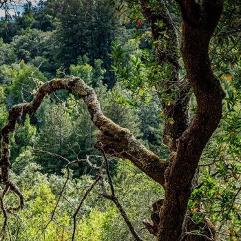 Forest — Carbon Neutral Digital Home certification